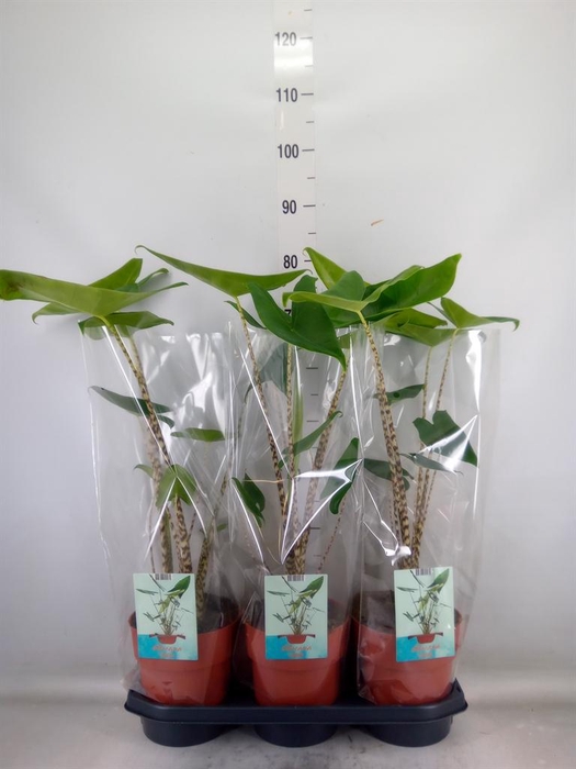 <h4>Alocasia zebrina</h4>