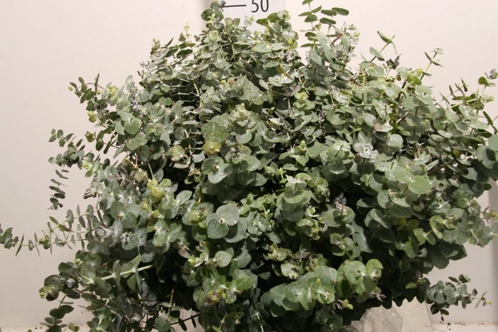 Baby Blue Short 150gr