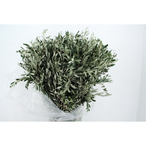 OLEA EUROPAEA XL