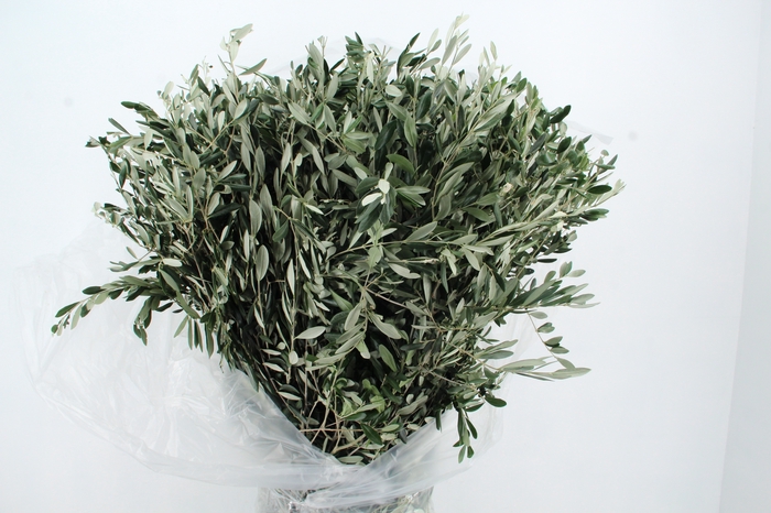 OLEA EUROPAEA XL