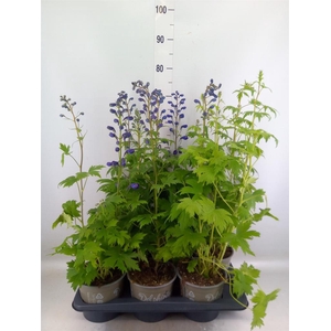 Delphinium el. 'PacG MagicFountian'