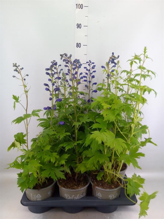 <h4>Delphinium el. 'PacG MagicFountian'</h4>
