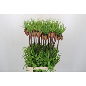 Fritillaria Imperialis