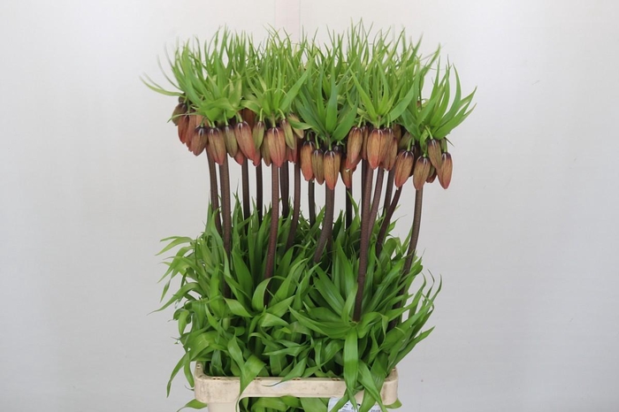 Fritillaria Imperialis