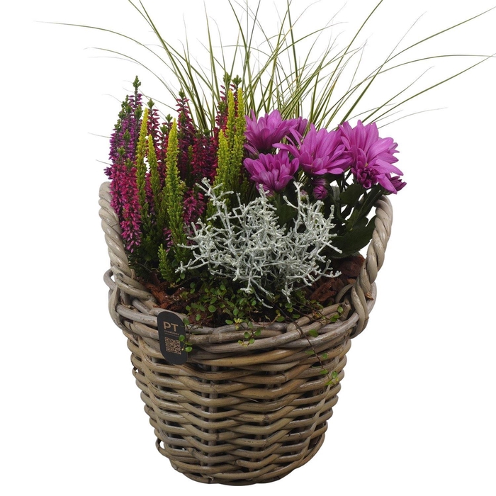 <h4>Arr.   Tuinplanten H%</h4>