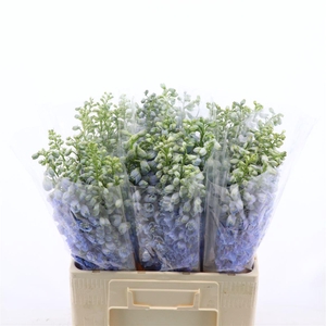 Delphinium Double Aurora Light Blue