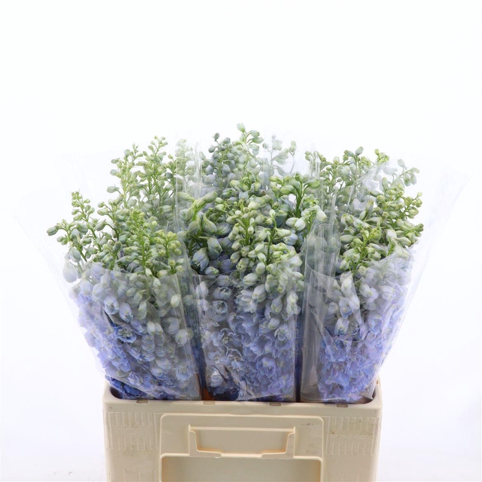 <h4>Delphinium Double Aurora Light Blue</h4>