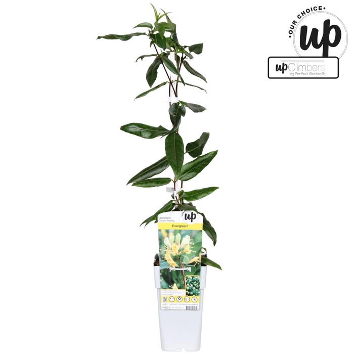 <h4>Lonicera Copper Beauty</h4>