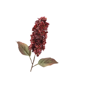 Cone Hydrangea Dried Red