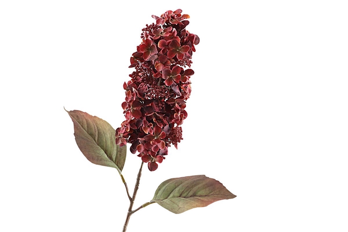 <h4>Cone Hydrangea Dried Red</h4>