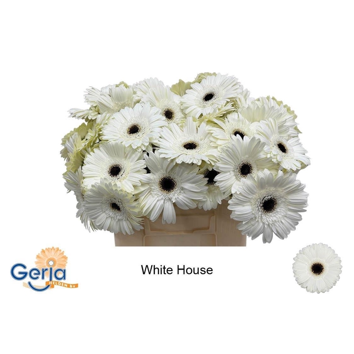 <h4>Ge Gr White House</h4>