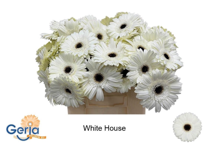 Ge Gr White House