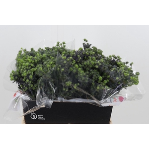 Eryng Pl Mag Purp St