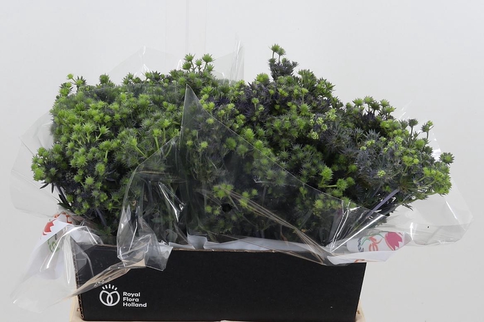 <h4>Eryng Pl Mag Purp St</h4>