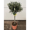 Olea europaea (Olijf) stam
