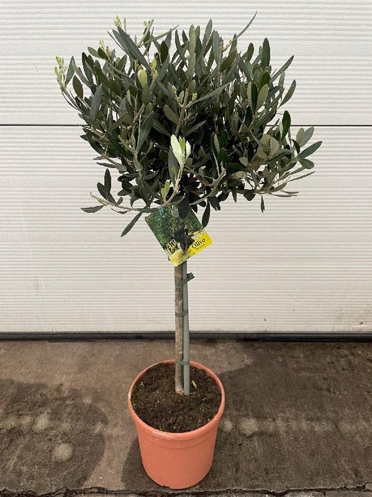 <h4>Olea europaea (Olijf) stam</h4>