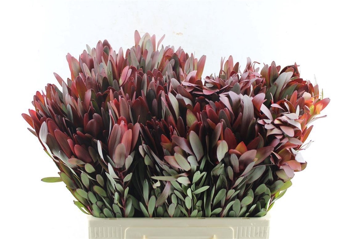 <h4>Leucad Saf Sunset M</h4>