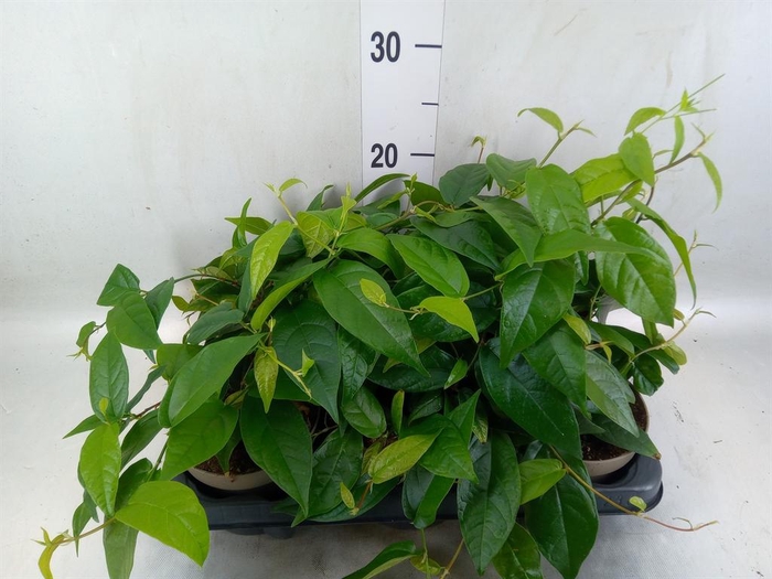 <h4>Ficus sagittata</h4>