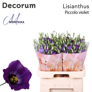 Eust Piccolo Violet Blue Berg