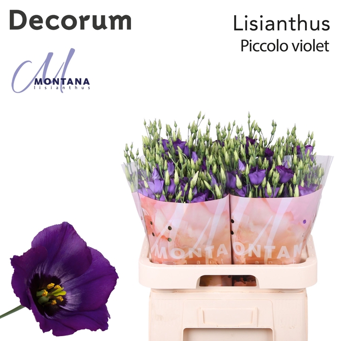 <h4>Eust Piccolo Violet Blue Berg</h4>