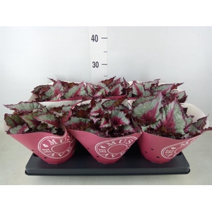 Begonia BD 'Caribbean Night'