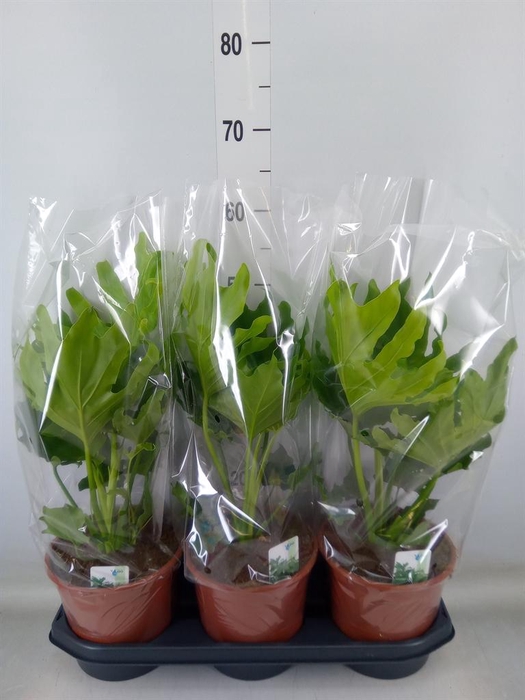 <h4>Philodendron   ...</h4>