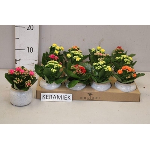 ARR KALANCHOE