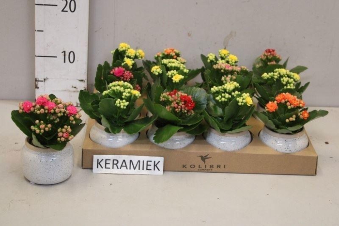 <h4>ARR KALANCHOE</h4>