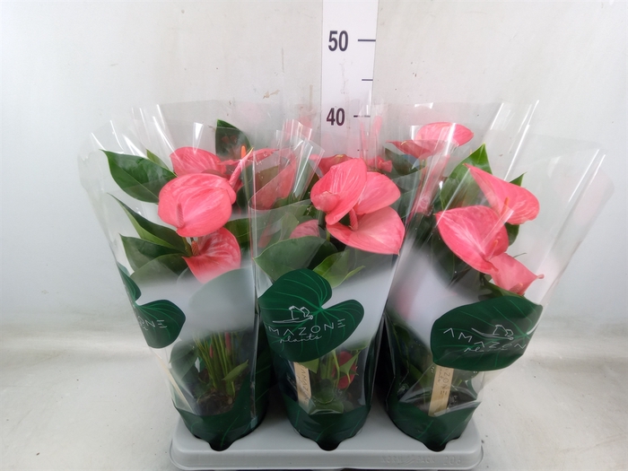 <h4>Anthurium andr. 'Melito'</h4>