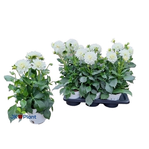 DAHL HYPNO WHITE
