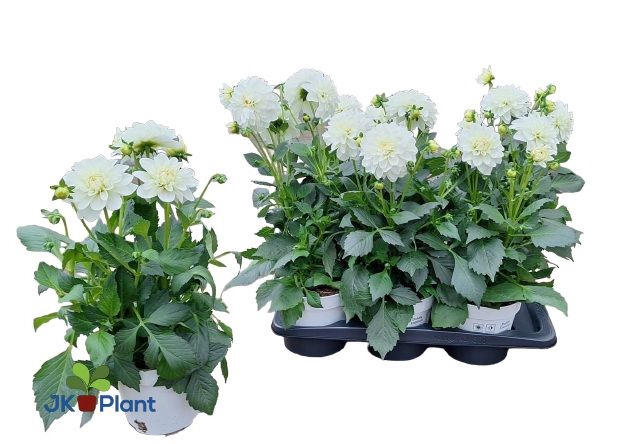 <h4>DAHL HYPNO WHITE</h4>