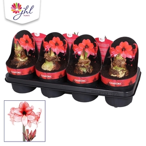 Amaryllis Charisma
