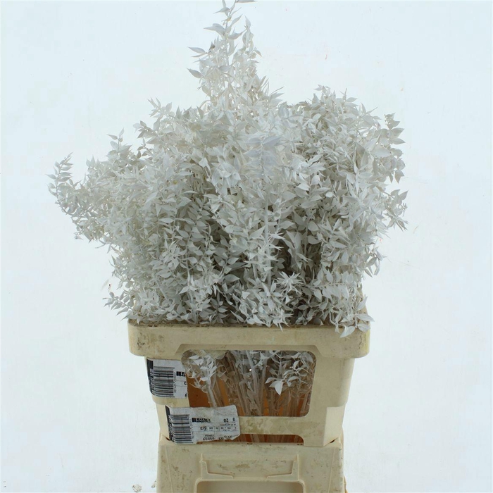 <h4>RUSCUS OV KLB H%</h4>