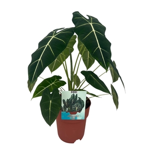 Alocasia Frydek groenbladig