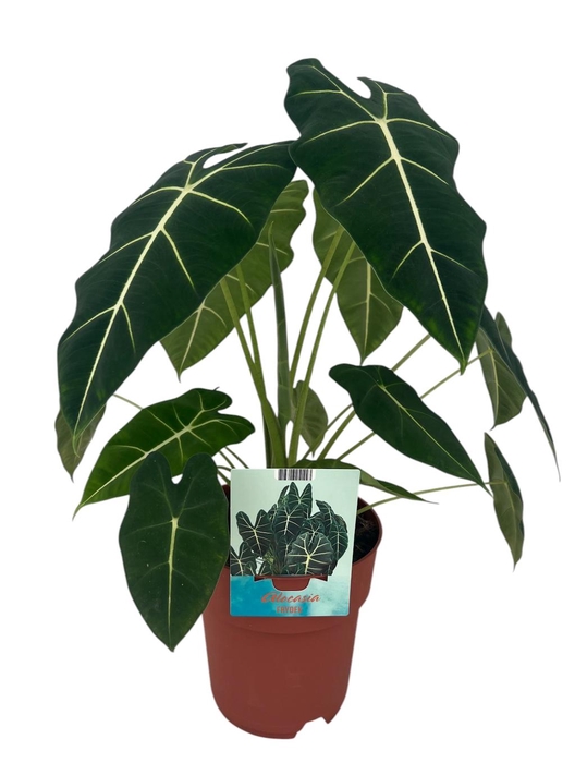 <h4>Alocasia Frydek groenbladig</h4>