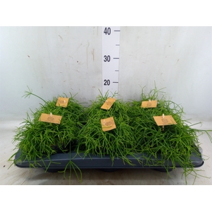 Rhipsalis   ...