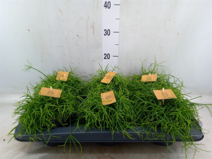 <h4>Rhipsalis   ...</h4>