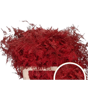 Asparagus L.Getopt Red X50