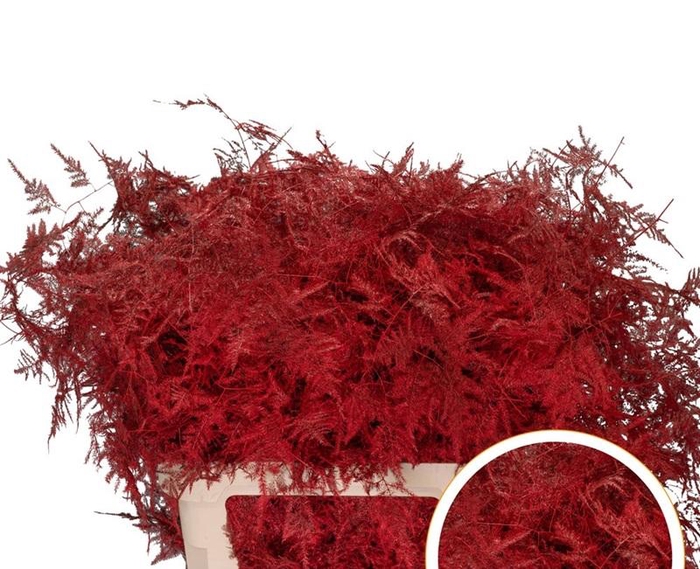 <h4>Asparagus L.Getopt Red X50</h4>