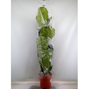 Ficus lyrata