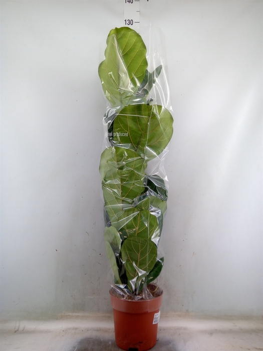 <h4>Ficus lyrata</h4>