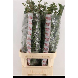 Euca Cinerea Super P Stem 100 Cm