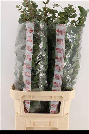 <h4>Euca Cinerea Super P Stem 100 Cm</h4>