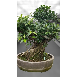 Ficus retusa, pot 49cm. Height 80cm.( single item)