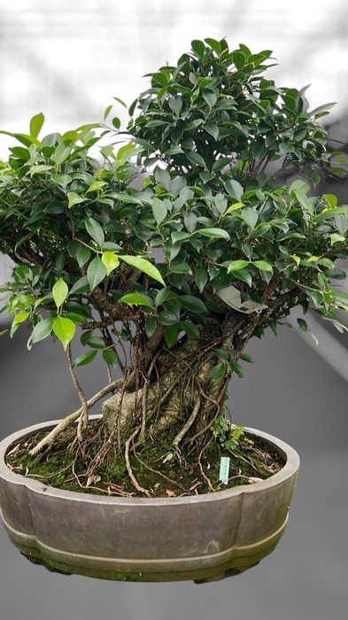 <h4>Ficus retusa, pot 49cm. Height 80cm.( single item)</h4>