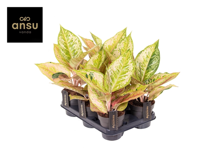 <h4>Aglaonema overig</h4>