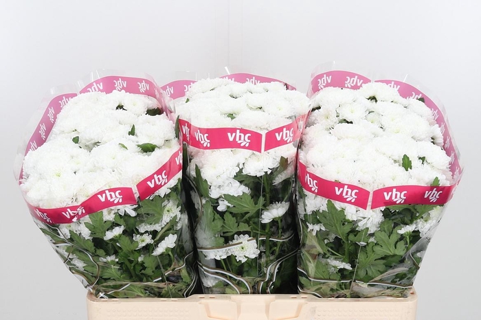 <h4>Chr San Baikal</h4>