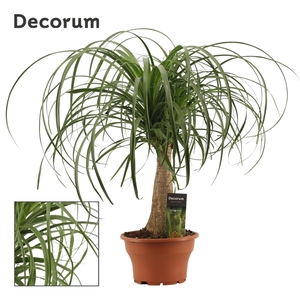 Beaucarnea recht 19 cm schaal (Decorum)