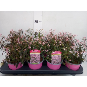 Euphorbia hyperic. 'Diamond Frost'