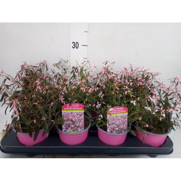 <h4>Euphorbia hyperic. 'Diamond Frost'</h4>
